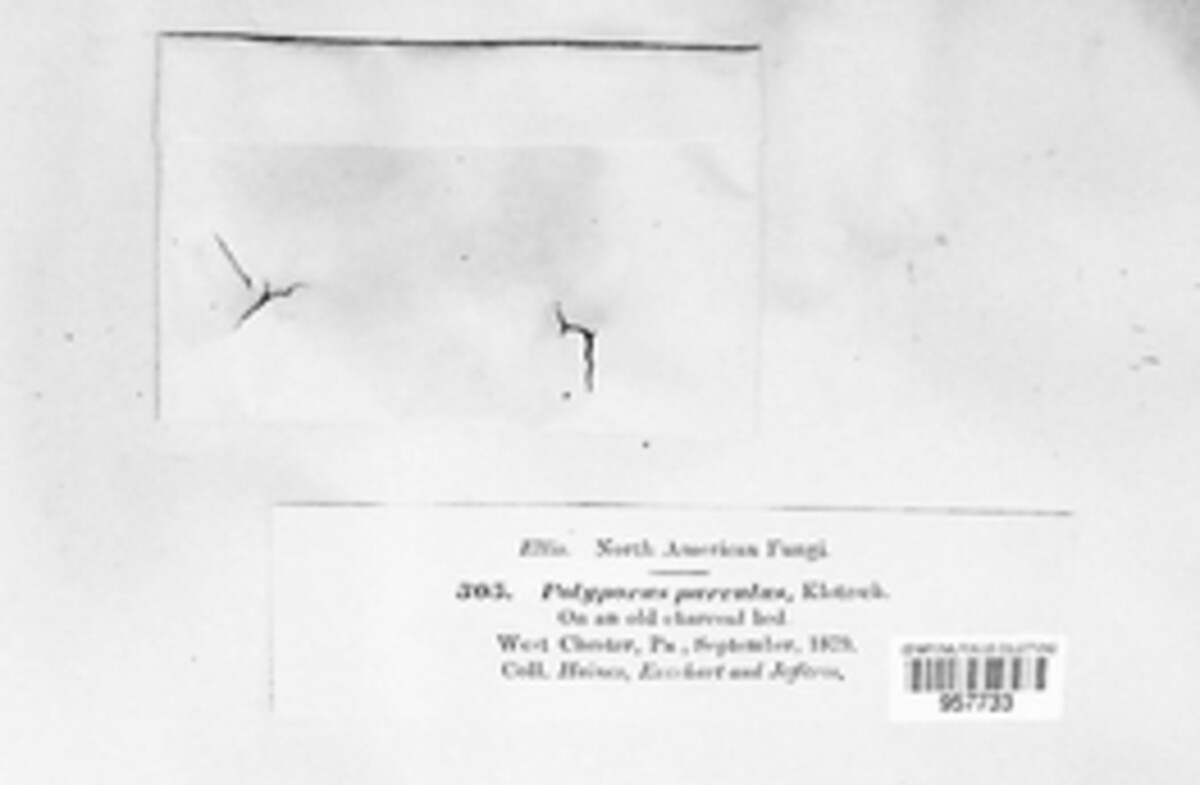 Polyporus parvulus image